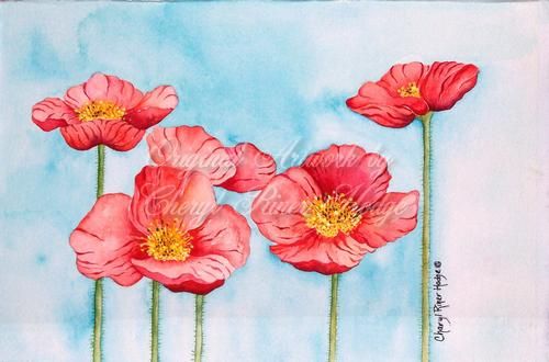 Iceland Poppies 1